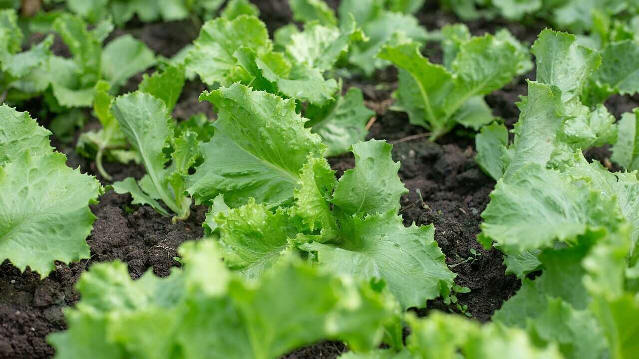 1280px Lettuce farm 021