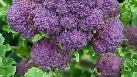 1280px Purple sprouting broccoli %28explored%29 Flickr conall.. %281%29
